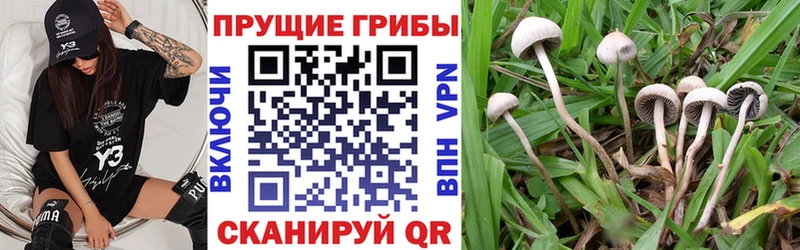 Псилоцибиновые грибы Psilocybine cubensis  Саранск 